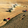 Wheat harvest on the Palouse